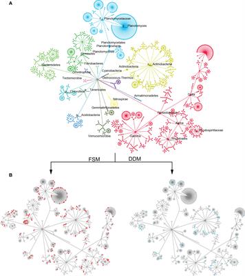 Contrasting effect of irrigation practices on the cotton rhizosphere microbiota and soil functionality in fields